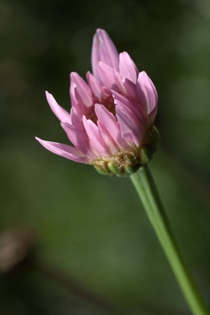 Pink Daisy Bud
